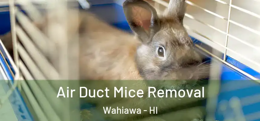  Air Duct Mice Removal Wahiawa - HI