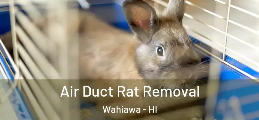  Air Duct Rat Removal Wahiawa - HI